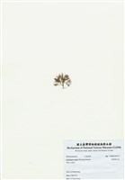 藏品(匍匐擬石花)的圖片